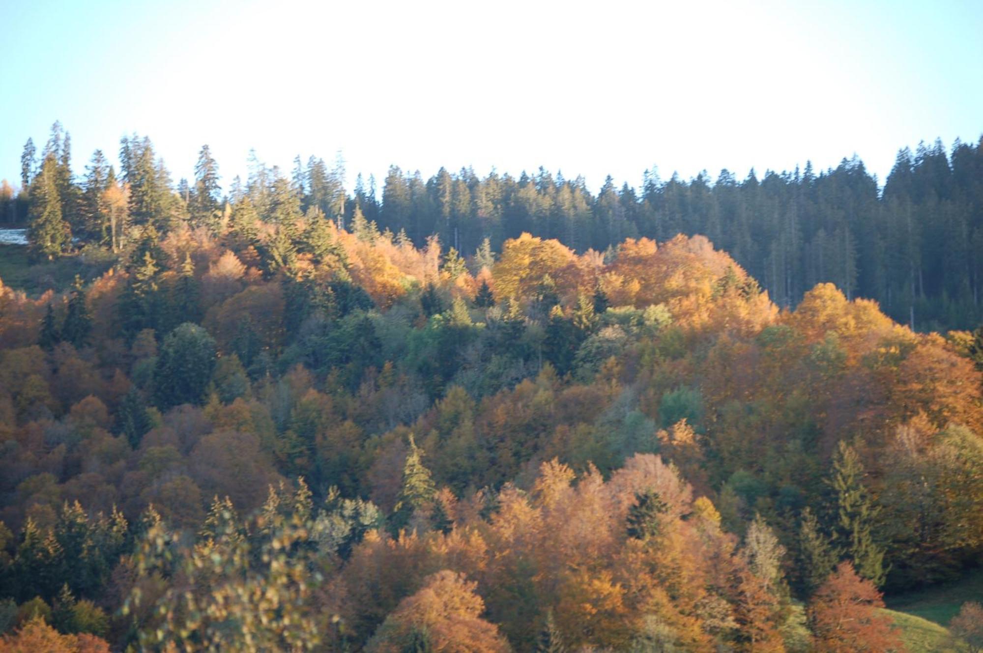 Gasthaus Schaefli Alt St. Johann Eksteriør bilde